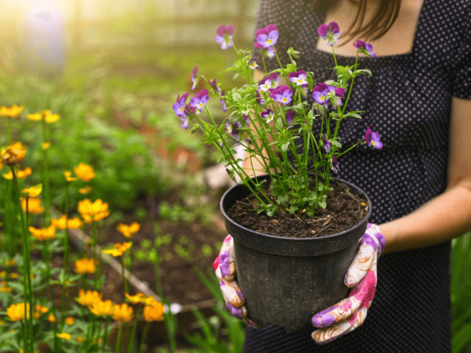 MOVING YOUR GARDEN